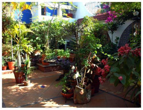 Suitel 522 Eco Hostel Mazatlán Exteriör bild